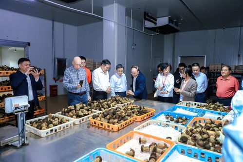 以菌為媒，共繪藍圖 2025國際黑牛肝菌技術創新大會在西雙版納成功舉辦